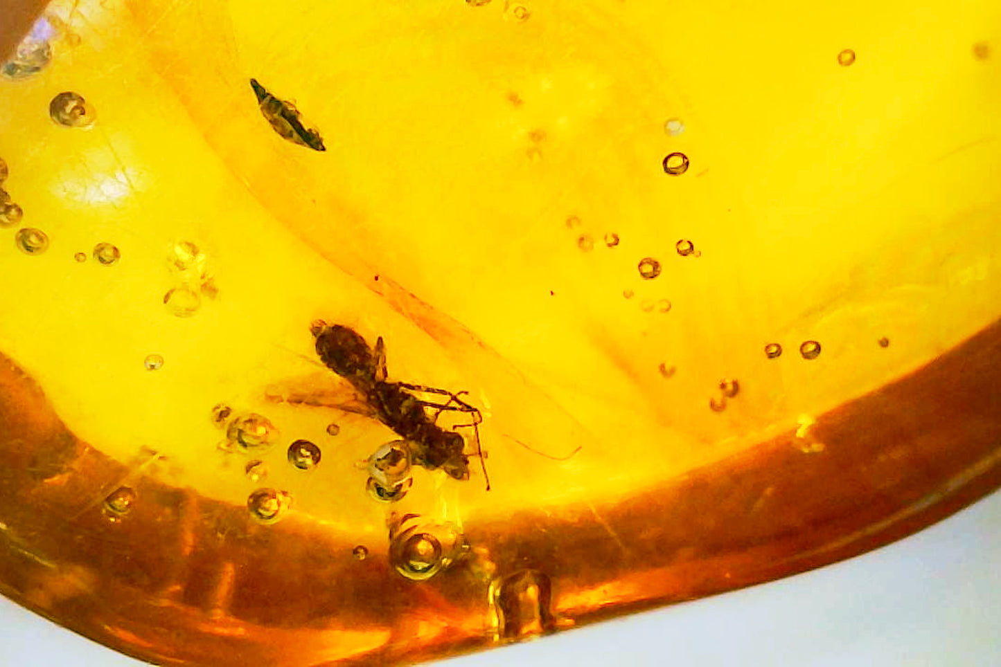 Dominican Republic Amber C with Insect Inclusion