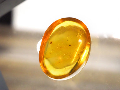 Dominican Republic Amber D with Insect Inclusion