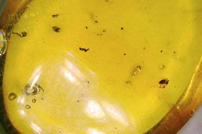 Dominican Republic Amber D with Insect Inclusion
