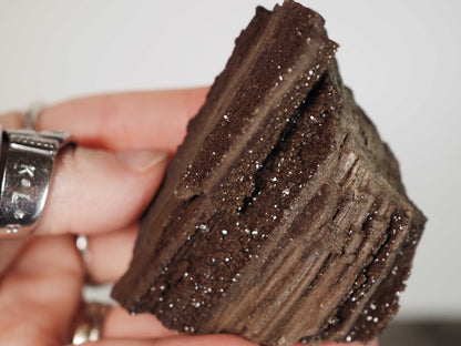 Permineralized Sparkling Fossil Wood from Germany (11)