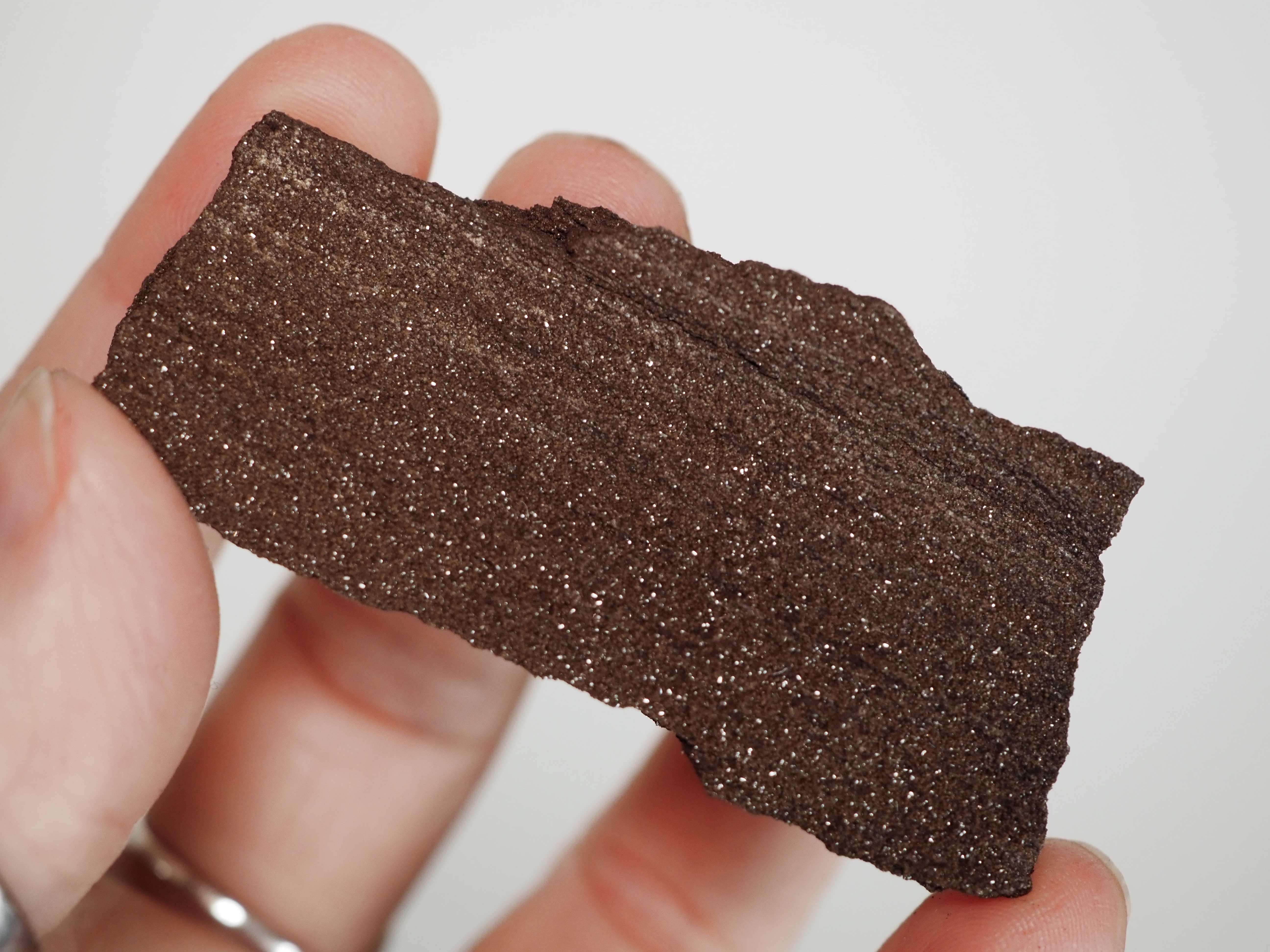 Permineralized Sparkling Fossil Wood from Germany (25)