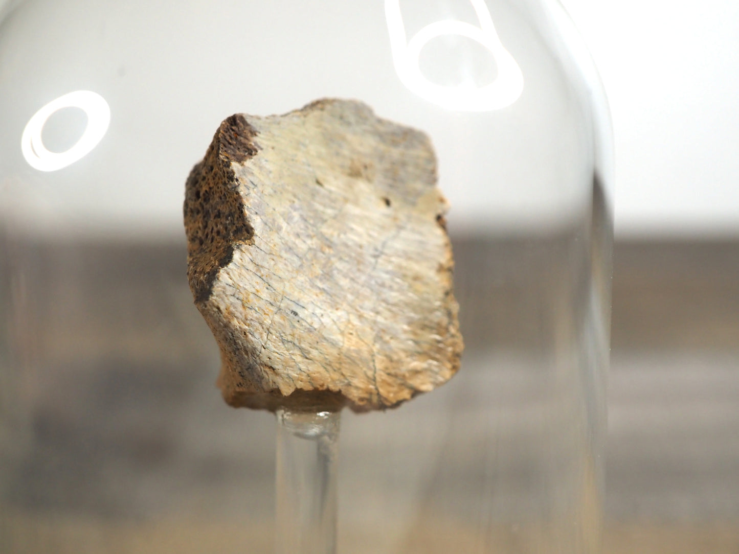 Hadrosaur Bone Fossil A in Glass Bell Jar Display