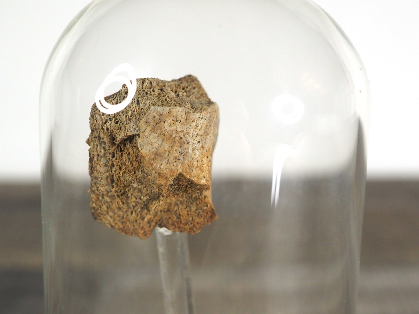 Hadrosaur Bone Fossil A in Glass Bell Jar Display
