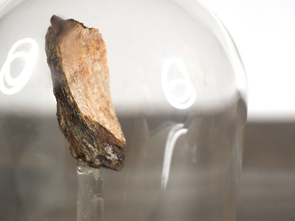 Hadrosaur Bone Fossil B in Glass Bell Jar Display
