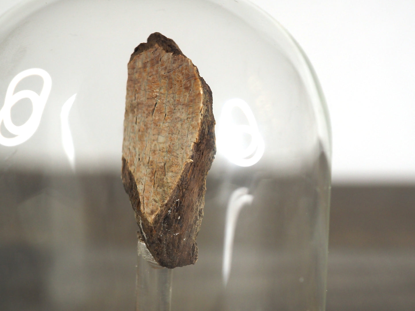 Hadrosaur Bone Fossil B in Glass Bell Jar Display