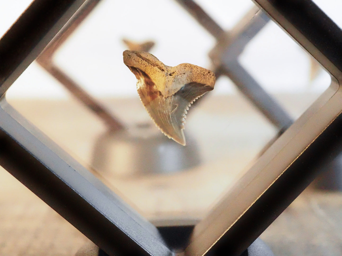Hemipristis Serra Fossilized Shark Teeth in Floating Frames