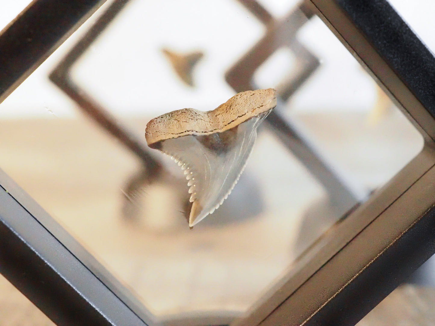 Hemipristis Serra Fossilized Shark Teeth in Floating Frames