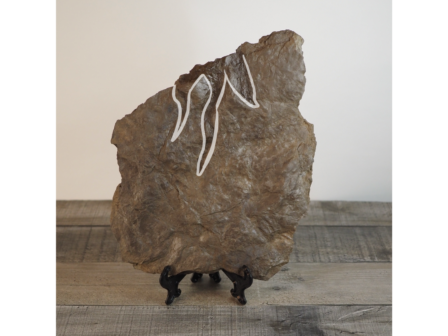 Dinosaur Footprint Track from Connecticut - Grallator B