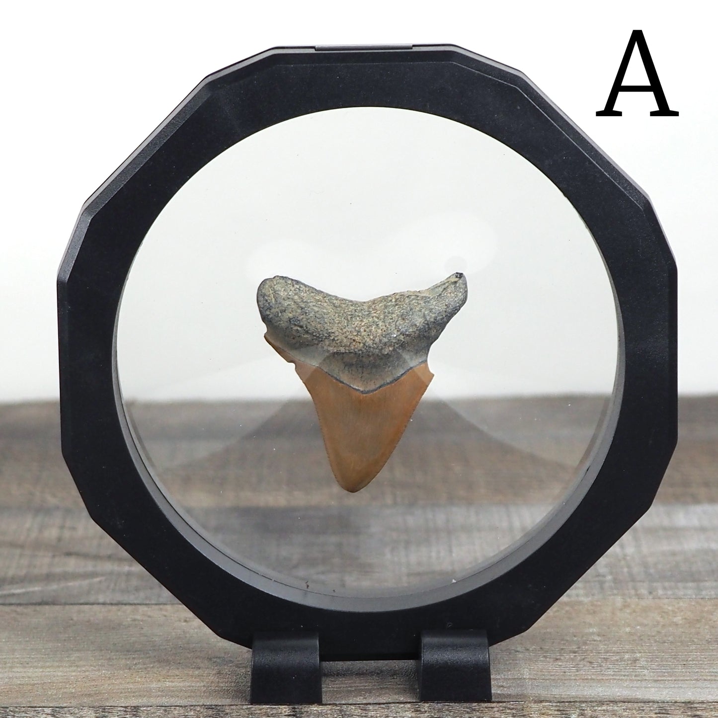 Juvenile Megalodon Teeth from Peace River, Florida - Choose your own