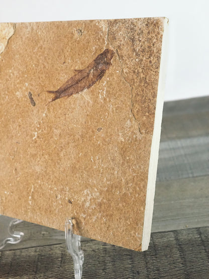 Swimming Knightia Fossil Mortality Plate A