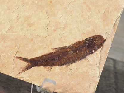 Swimming Knightia Fossil Mortality Plate B