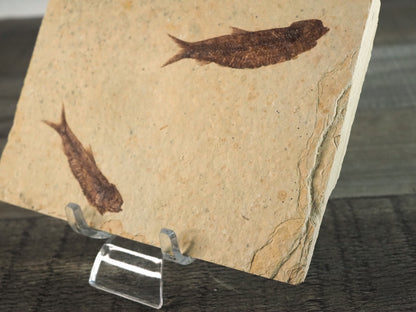 Swimming Knightia Fossil Mortality Plate C