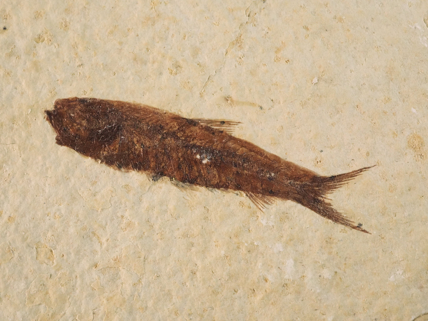 Swimming Knightia Fossil Mortality Plate D