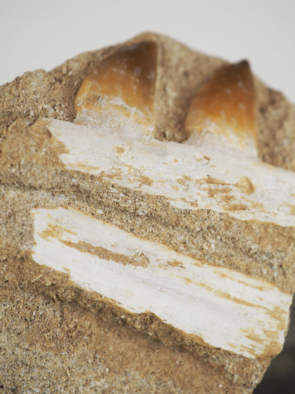 Multiple Mosasaur Teeth Fossil in Original Matrix with Bone Fragments