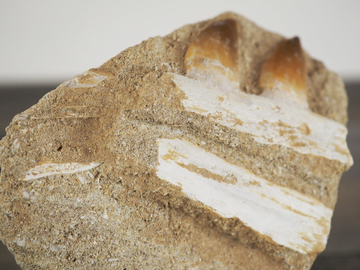 Multiple Mosasaur Teeth Fossil in Original Matrix with Bone Fragments