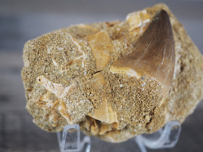 Mosasaur Tooth Fossil in Original Matrix with Fragments of Teeth and Shells
