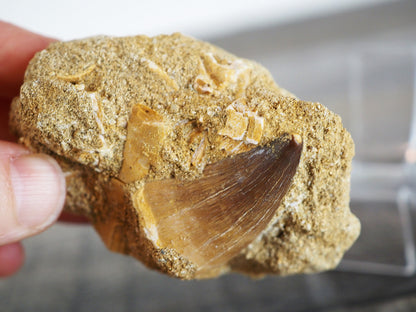 Mosasaur Tooth Fossil in Original Matrix with Fragments of Teeth and Shells
