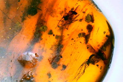 Myanmar Amber A with Insect and Algae Inclusions