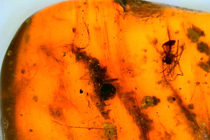Myanmar Amber A with Insect and Algae Inclusions