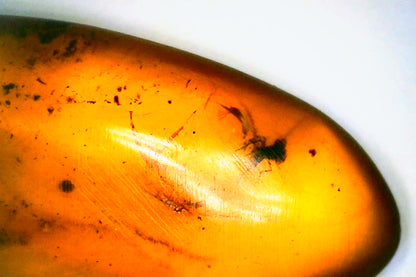 Myanmar Amber B with Insect Inclusion