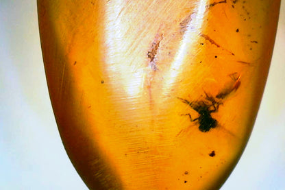 Myanmar Amber B with Insect Inclusion