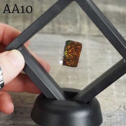 Ammolite from Alberta, Canada in Floating Frame AA10 - AA13