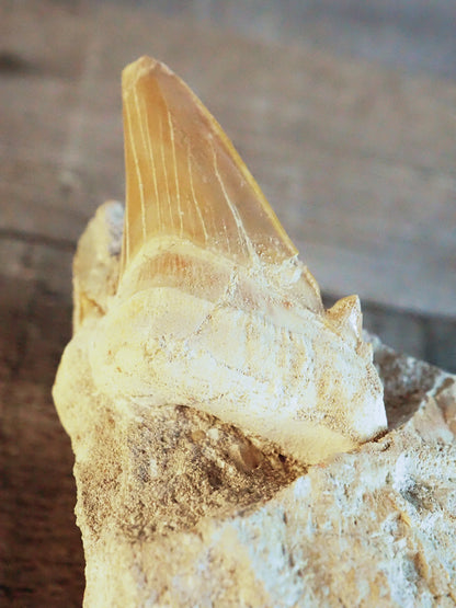 Otodus Obliquus Shark Tooth Fossil in Matrix A