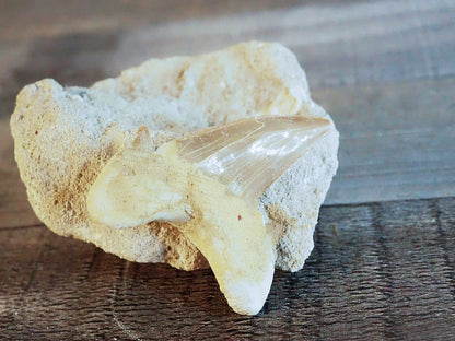 Otodus Obliquus Shark Tooth Fossil in Matrix B