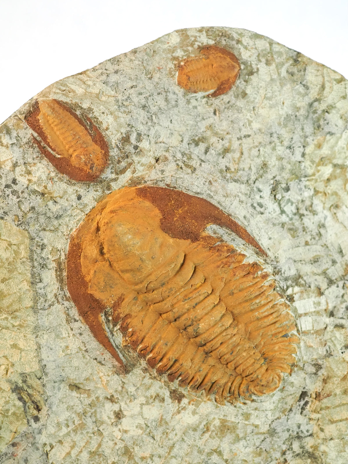 Swimming Paradoxides Trilobite Mortality Plate