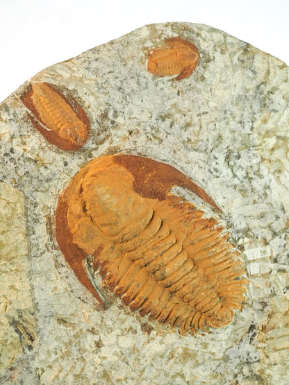 Swimming Paradoxides Trilobite Mortality Plate