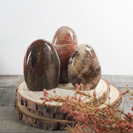 Petrified Wood Freeform from Madagascar A05-A07 - You Choose! (Copy)