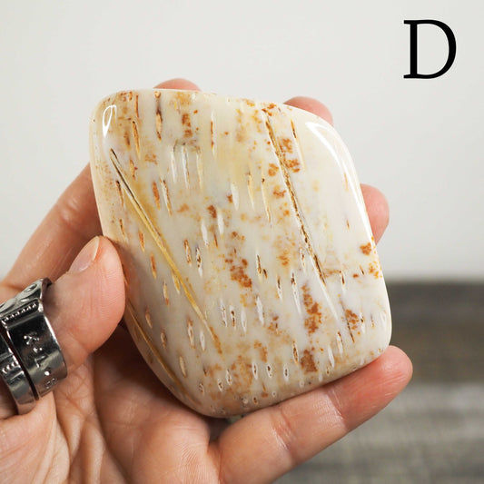 Petrified Palm Wood Freeforms from Texas/Louisiana D-F - You Choose!