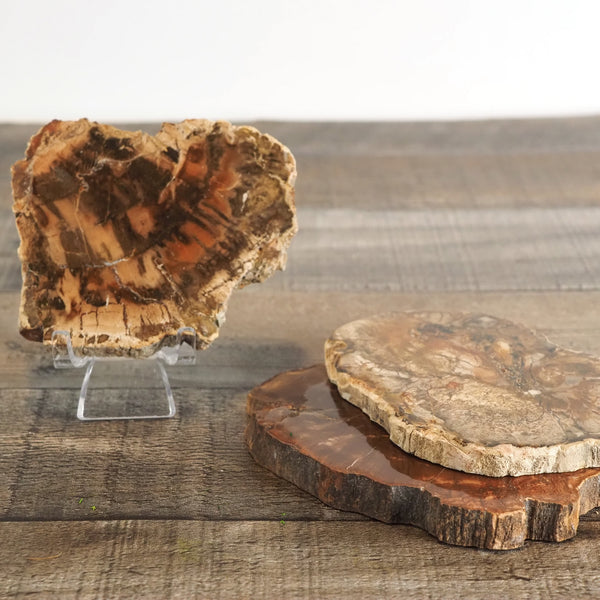 Petrified Wood - Small Slabs