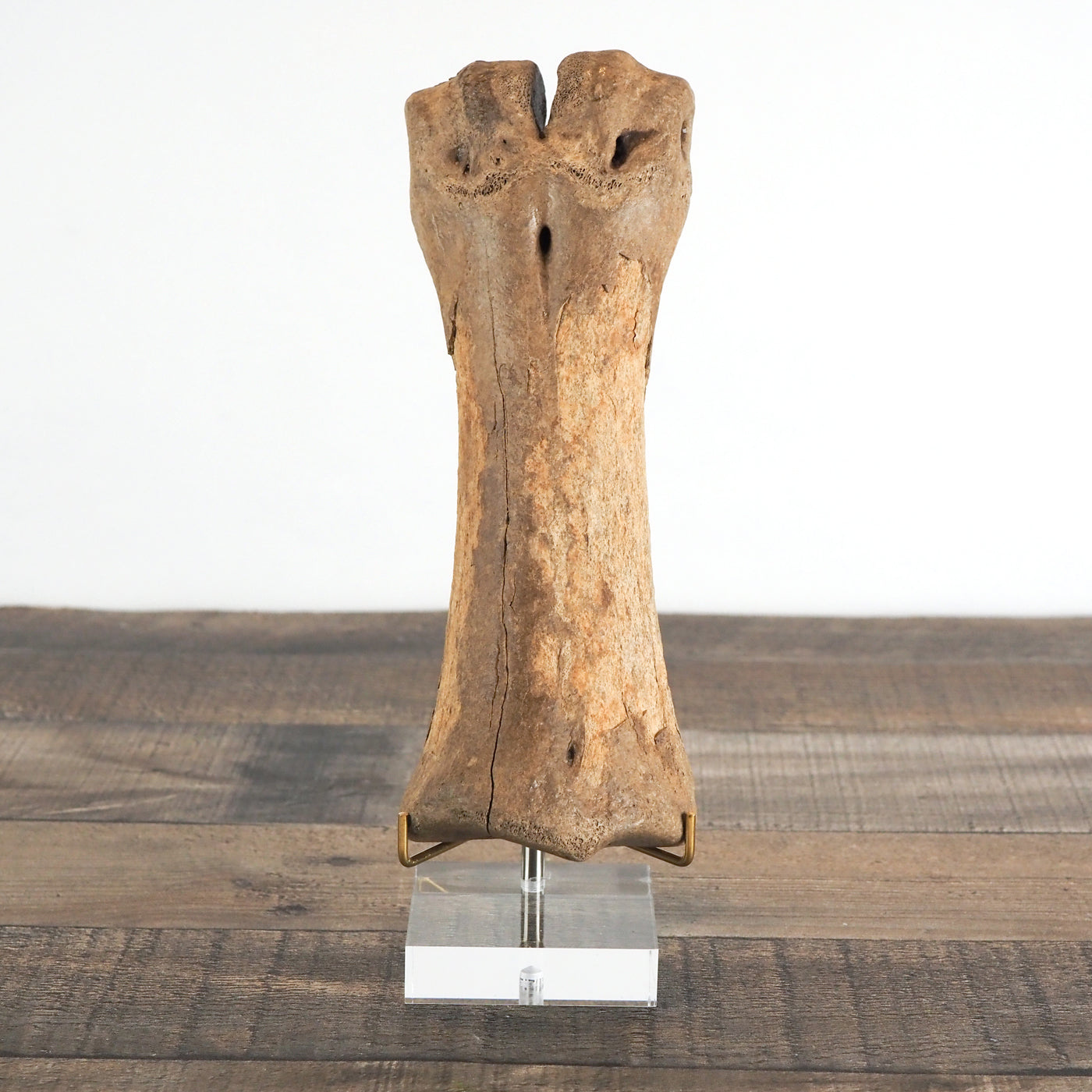 Pleistocene (Ice Age) Bison Lower Leg Bone Fossil