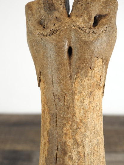 Pleistocene (Ice Age) Bison Lower Leg Bone Fossil