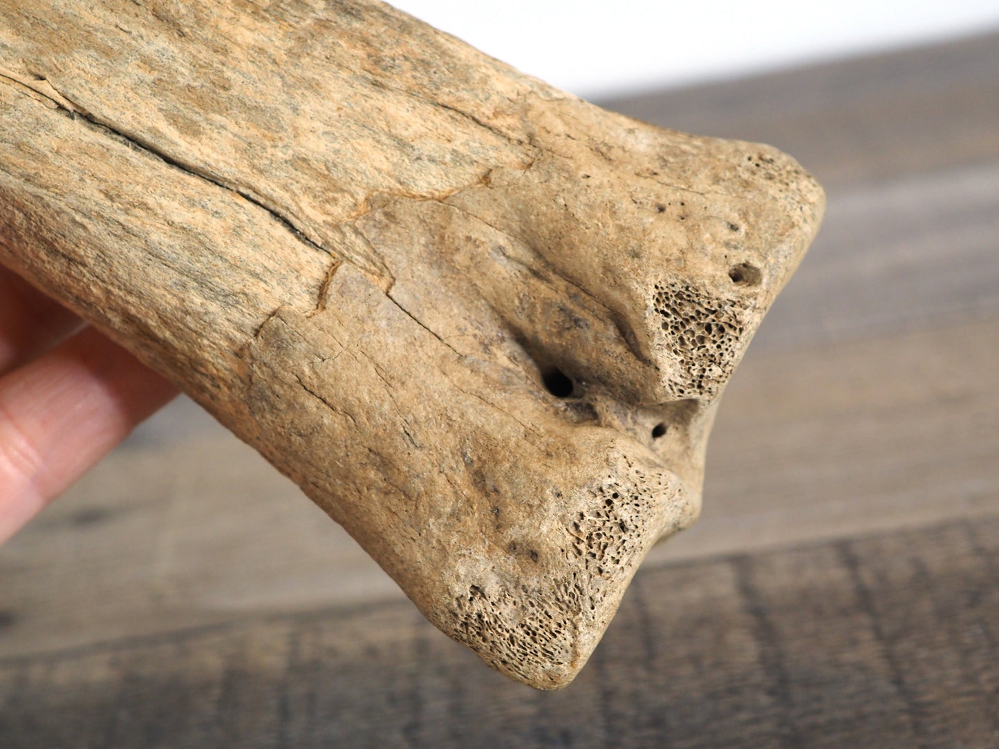 Pleistocene (Ice Age) Bison Lower Leg Bone Fossil