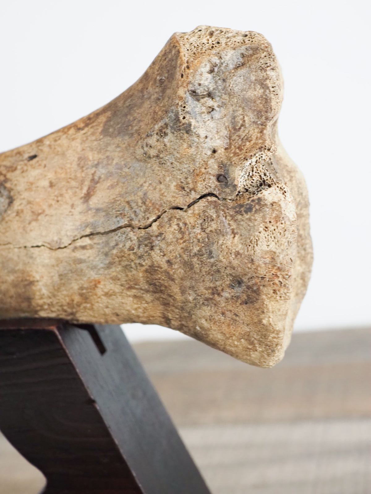Pleistocene (Ice Age) Bison Radius Bone Fossil
