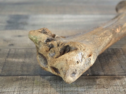 Pleistocene (Ice Age) Bison Radius Bone Fossil