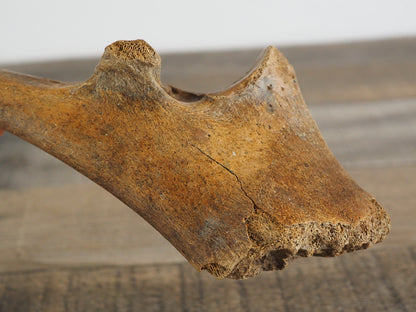 Pleistocene (Ice Age) Bison Ulna Bone Fossil