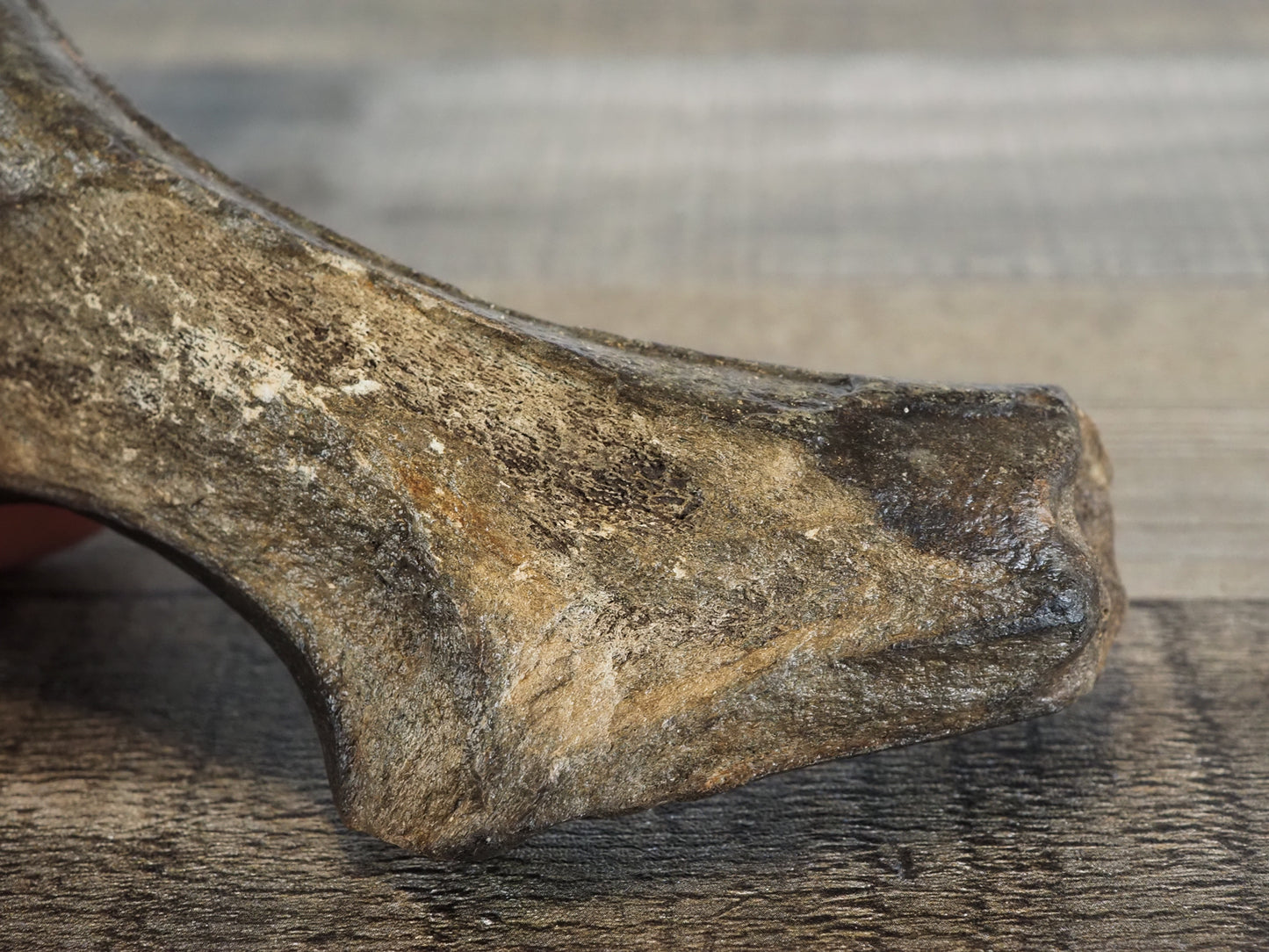 Pleistocene (Ice Age) Deer Antler Fossil