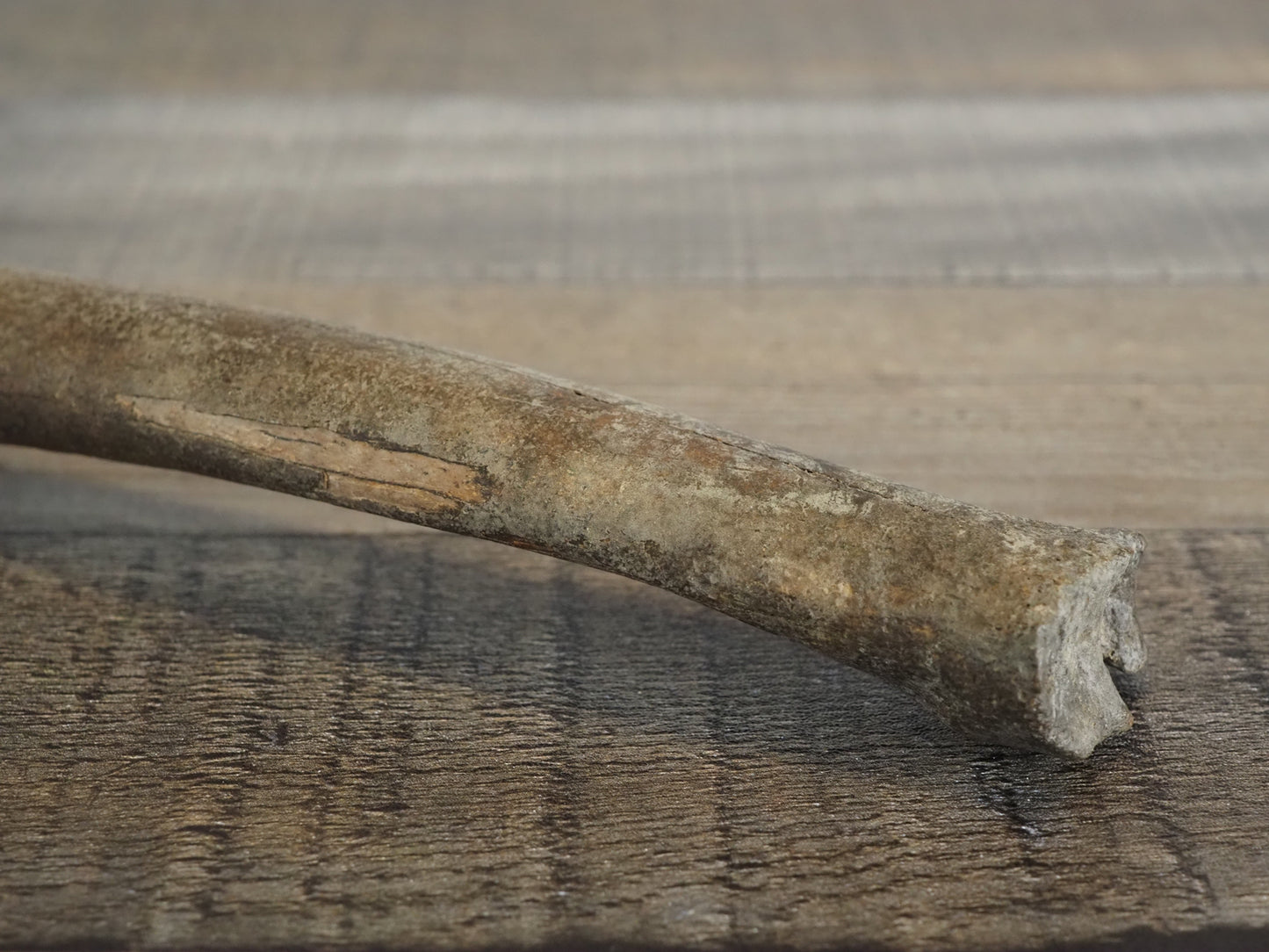 Pleistocene (Ice Age) Deer Leg Bone Fossil