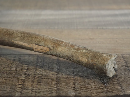 Pleistocene (Ice Age) Deer Leg Bone Fossil