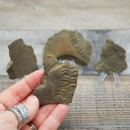 Trilobite "Cruziana" Tracks - Trace Fossil C03-G07 - You Choose