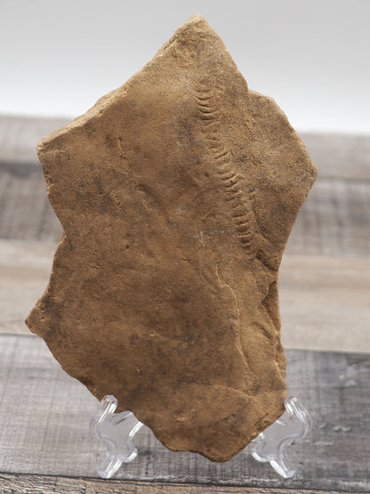 Trilobite "Cruziana" Tracks - Trace Fossil A01