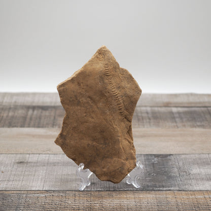Trilobite "Cruziana" Tracks - Trace Fossil A01