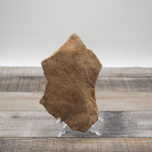 Trilobite "Cruziana" Tracks - Trace Fossil A01