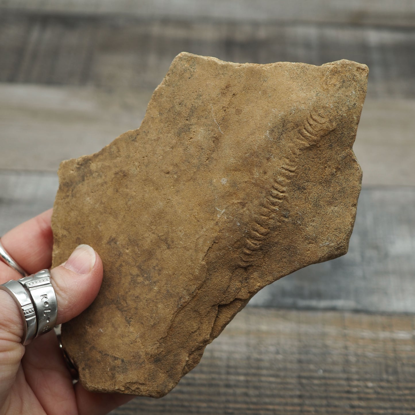 Trilobite "Cruziana" Tracks - Trace Fossil A01