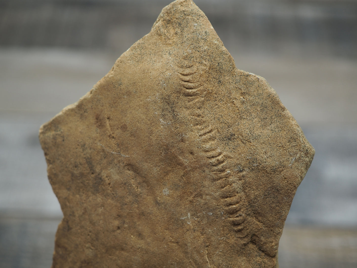 Trilobite "Cruziana" Tracks - Trace Fossil A01