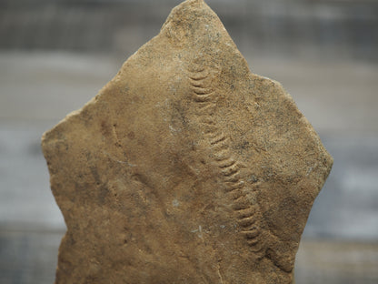 Trilobite "Cruziana" Tracks - Trace Fossil A01