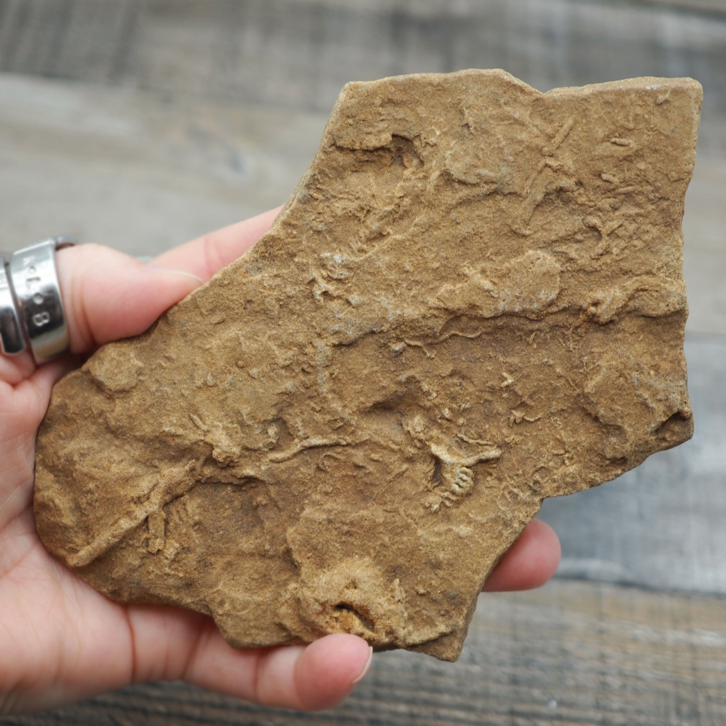 Trilobite "Cruziana" Tracks - Trace Fossil A01